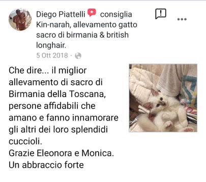 recensione allevamento gatto sacro di birmania